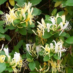 Lonicera japonica Hall's prolific